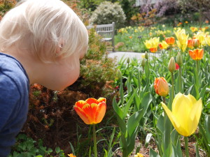 It is always fun to smell Tulips!
