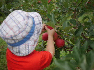 Picking a Gala apple.
