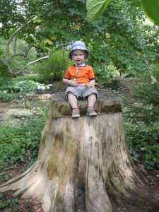 Posing on a tree stump!