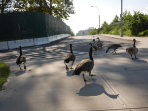 Geese wondering along the road.