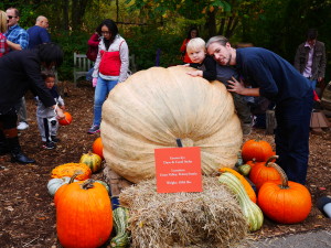 455 kg pumpkin!