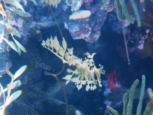 A leafy sea dragon.